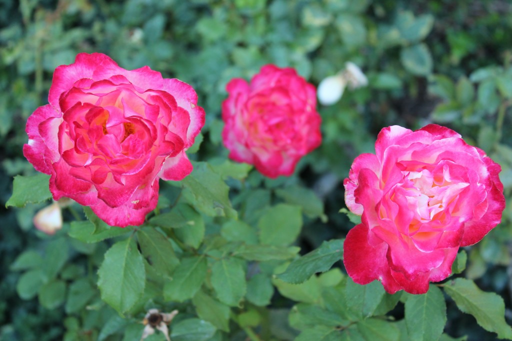 More roses, because I love them (and did not take enough pictures today, obviously).