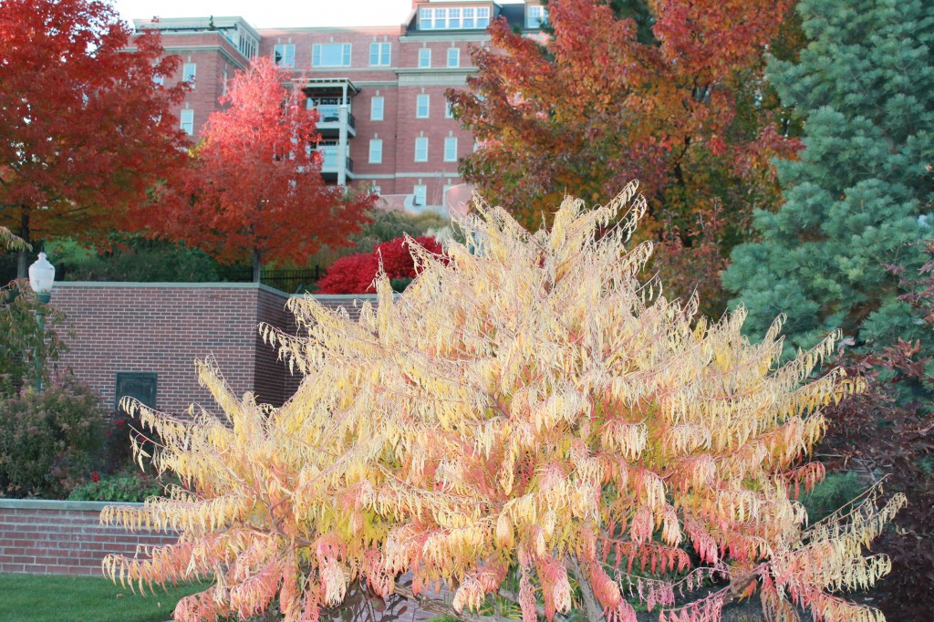At the top of the street, I was still enamored with the colors. They didn't quite come through on the camera, but that spectacular bush in the foreground is multi-colored. A true beauty.