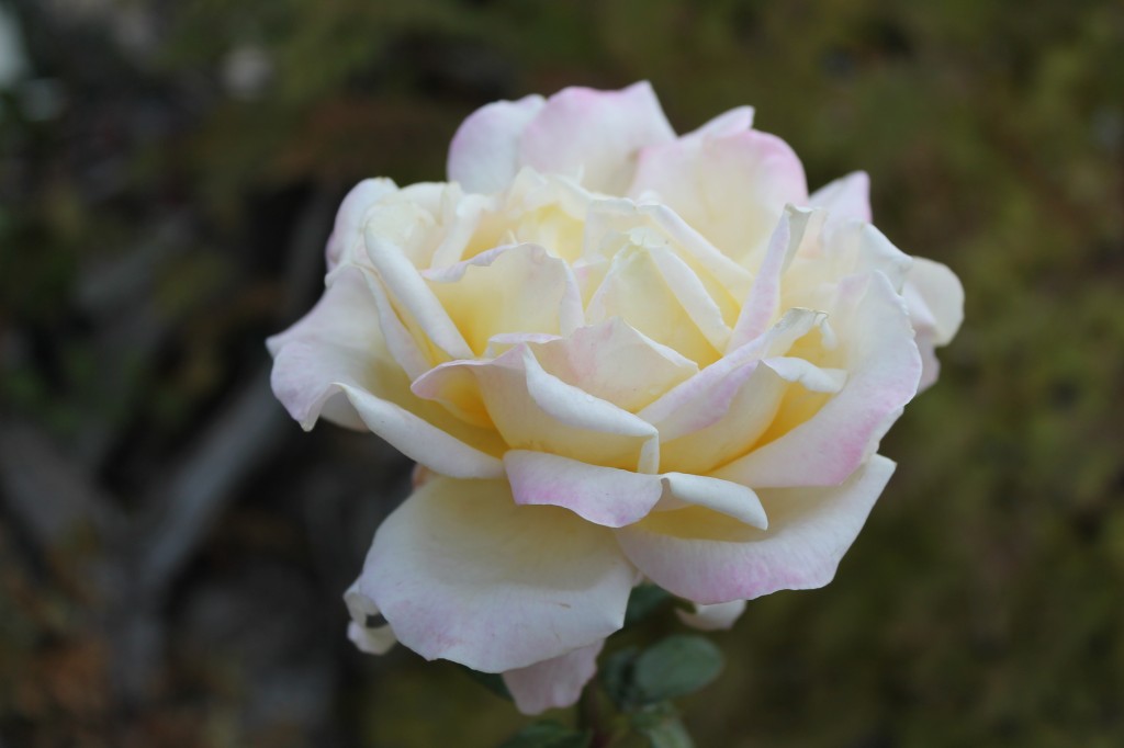 I tried the flower icon on my camera to take this shot. I really need to read the manual to find out how my camera works, but in the meantime, just look at this gorgeous rose. It's October. And there is a line of blooming rose bushes on my lawn. And they have flowers like this.