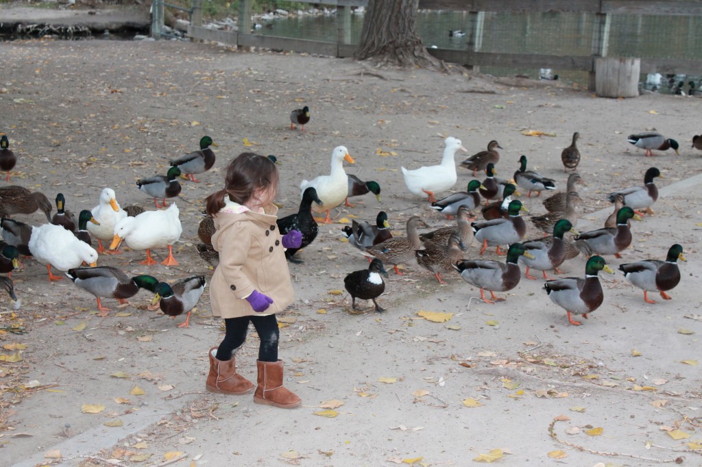 Of course, both girls wanted to get out and help. I spent a lot of time holding Mary's hand (against her will) so she wouldn't take a tumble into duck poop. That's why my pictures here are only of Lydia.