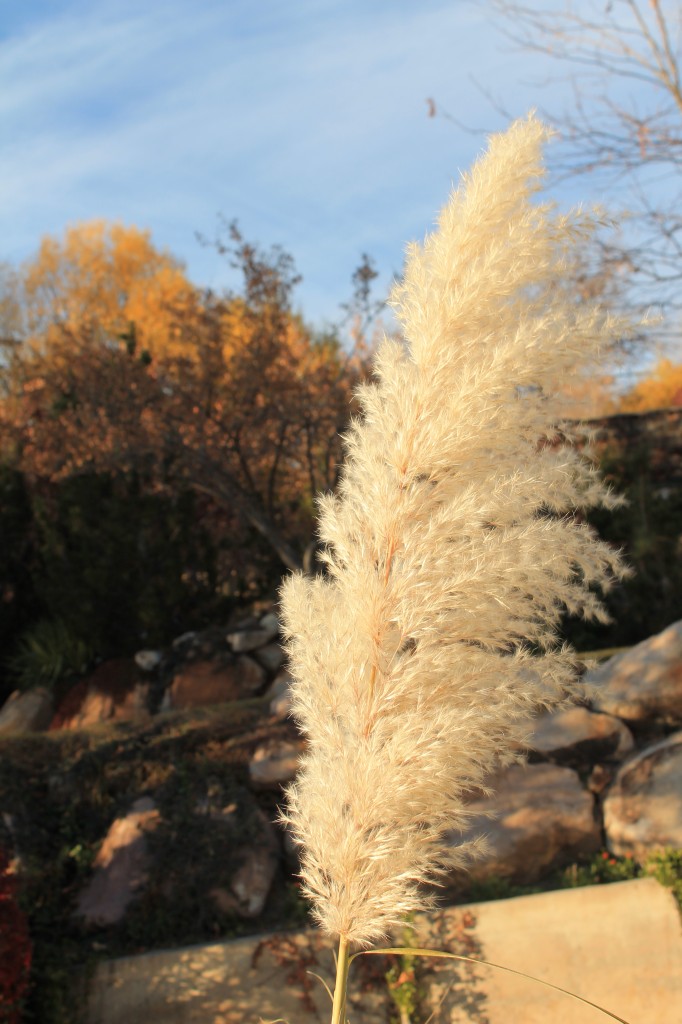 This magnificent feathery grass plant is another.