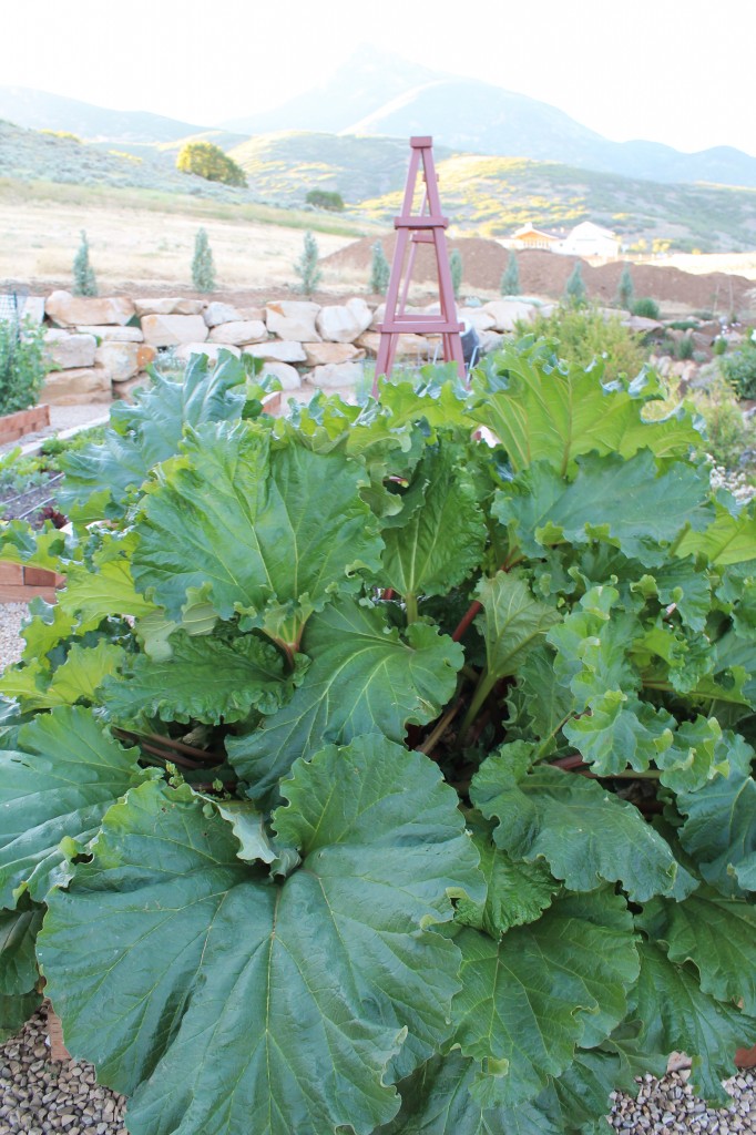 This was the biggest, most healthy looking rhubarb plant I have ever seen.