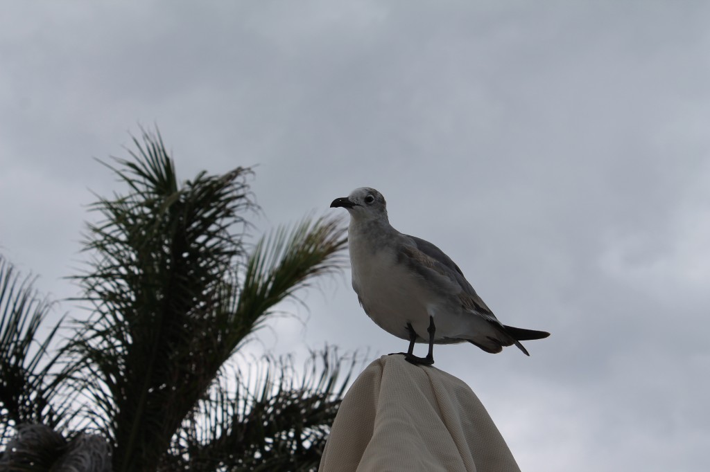 Abe was intent on photographing this seagull above my head. I was sure it would poop on me. Thank goodness I was wrong.
