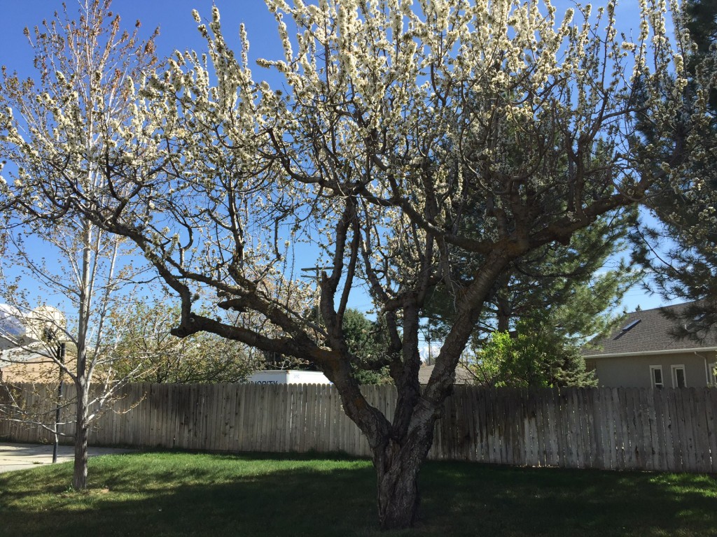 Our overgrown cherry tree in the backyard. There are two right outside my bedroom window as well, and I love waking up in the morning and staring at their beautiful blossoms.
