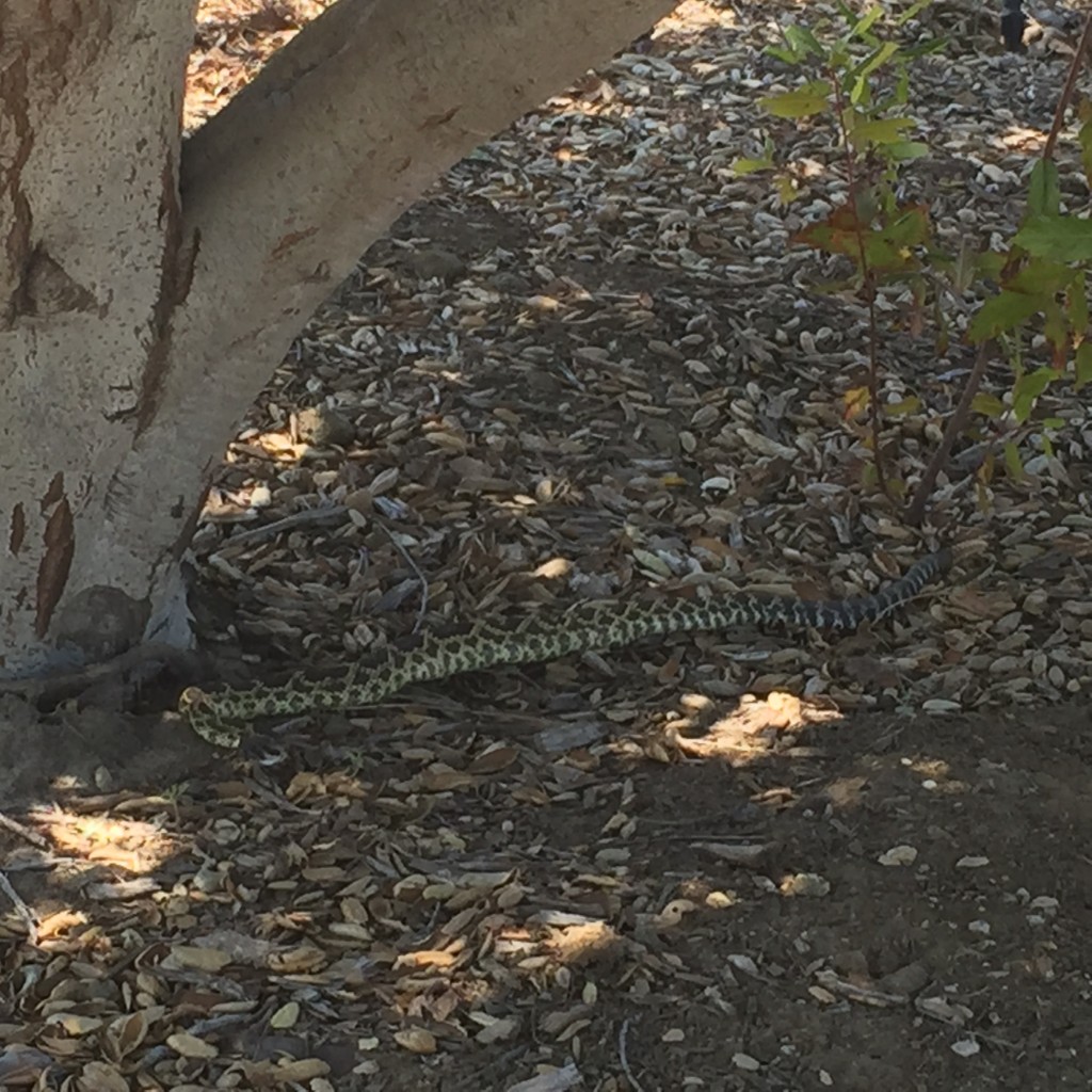 The rattlesnake outside the visitor center door. The staff was nonplussed. 