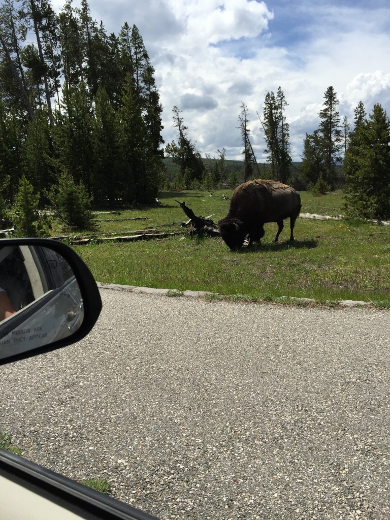 We got this bison all to ourselves. I stayed safely in the car.