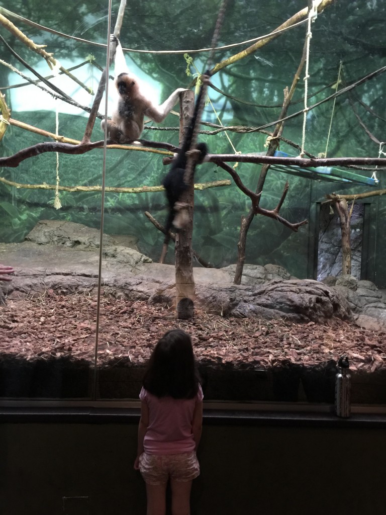 The primates were extremely active today.