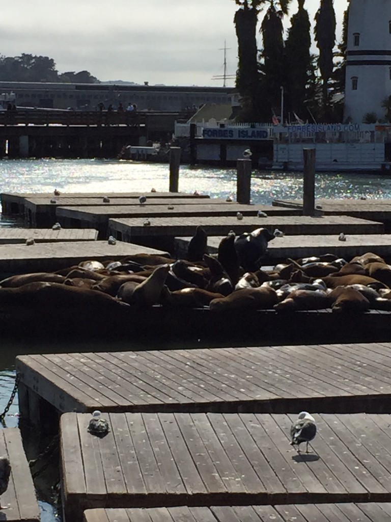 The sea lions by Pier 39.