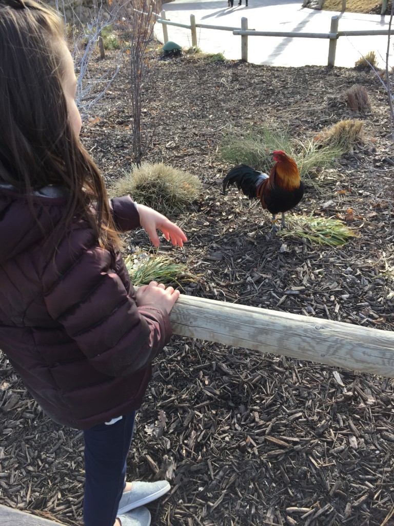 The roosters were crowing across the zoo to each other. Abe accidentally stayed in the zoo until after it closed, and conscientious Lydia was very worried about their fate. Abe gave her a lecture on faith and hope as they went to the zoo exit.
