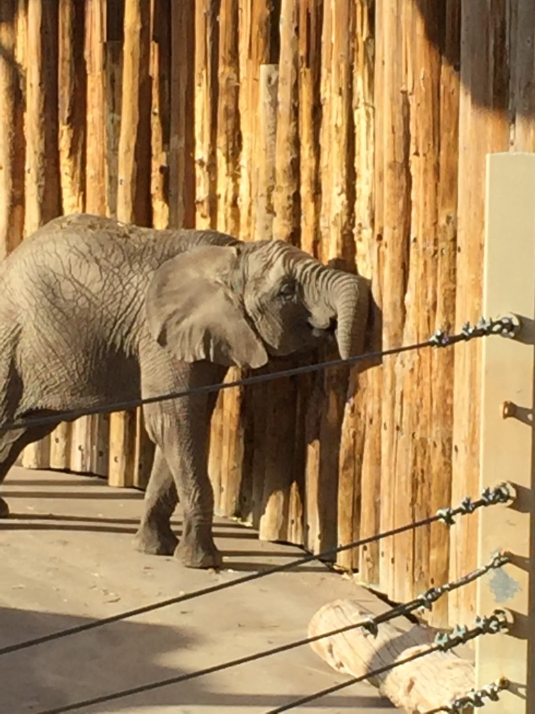 This elephant was eating the wall, much to the amusement of Abe and the kids.