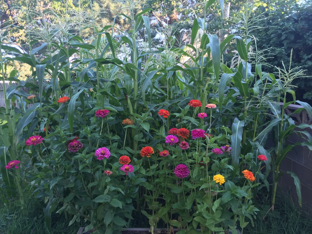 Behold what Abe and I grew from seed! When we planted our seeds, we honestly did not expect anything to happen. Abe planted a corn field and I planted a box of zinnias.