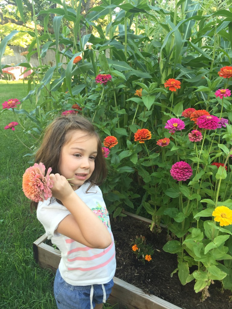 The dusty pink zinnia, our favorite, broke off today. My camera ran out of memory before I could get a better shot than this, but Lydia was proudly showing me the flower. She then ran inside and found a perfect vase for it.