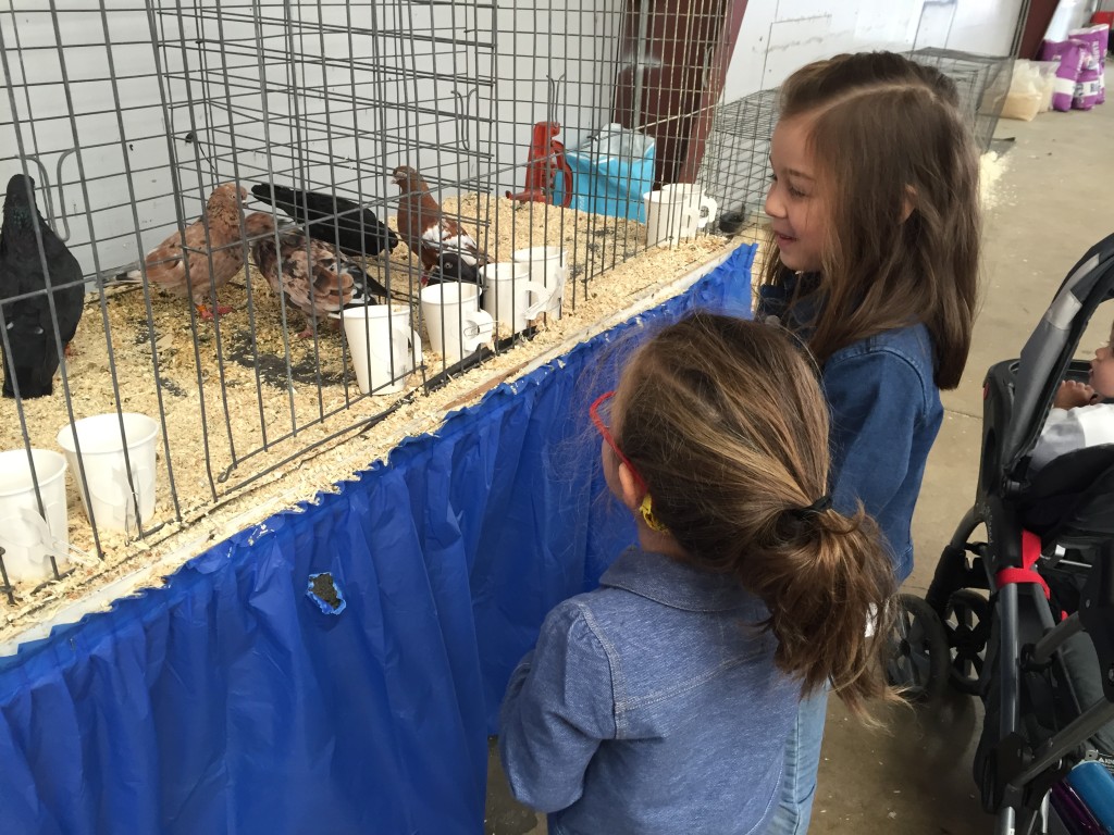 We started off looking at the chickens. I am seriously thinking of building a chicken coop in the back.