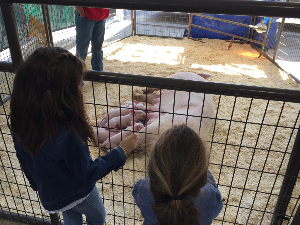 We watched the suckling piglets for a loooong time. Even though I hate pigs, they were (kind of) cute.