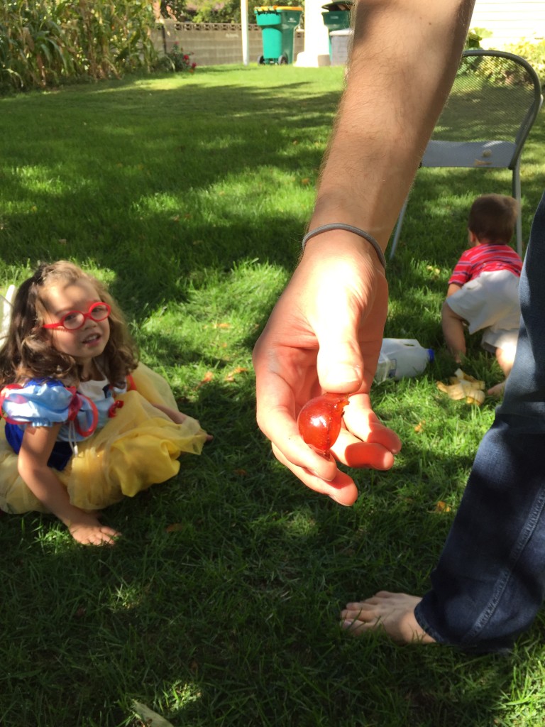 Abe pulled off some amber from our cherry tree.