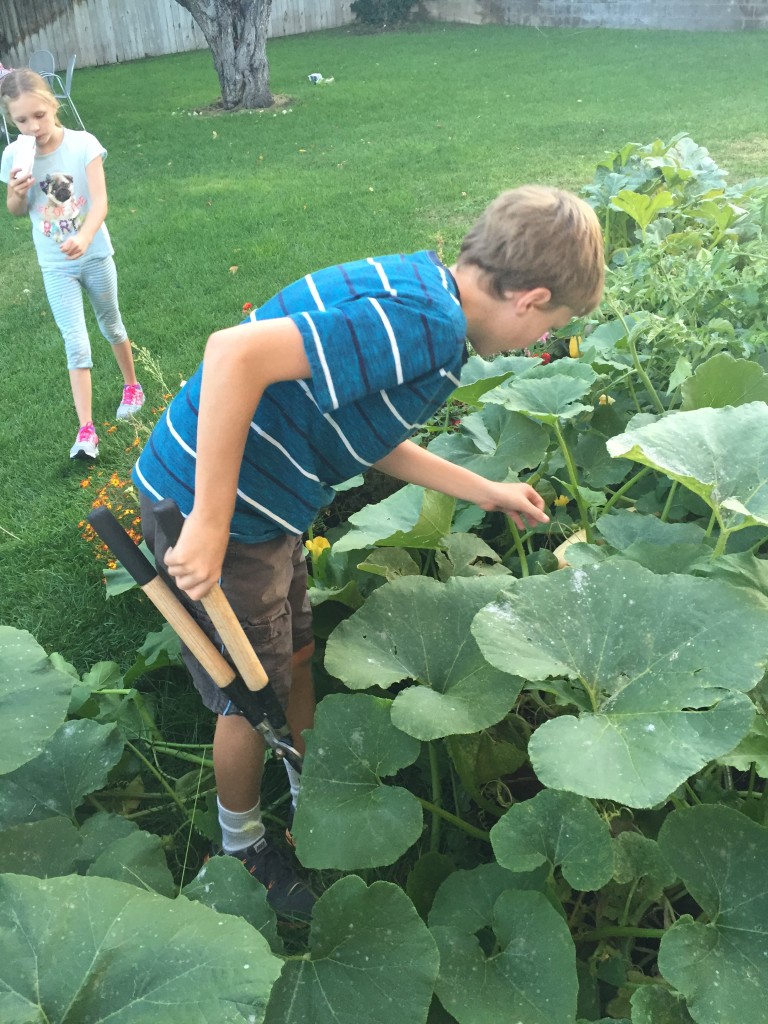 Robert cut our ENORMOUS banana squash. He said, "No offense or anything, but you should really research what you plant. These squashes were supposed to grow on planks." We think he is hilarious.