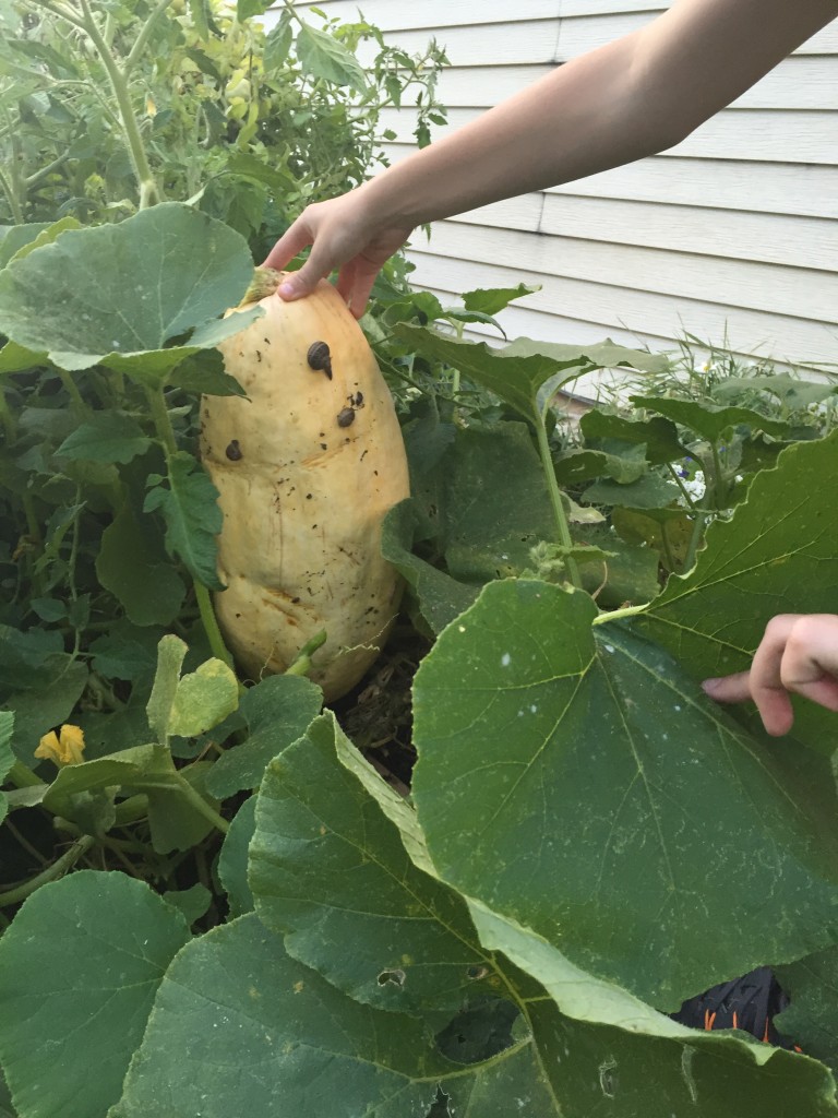 One of the squashes was covered in bugs and slugs.