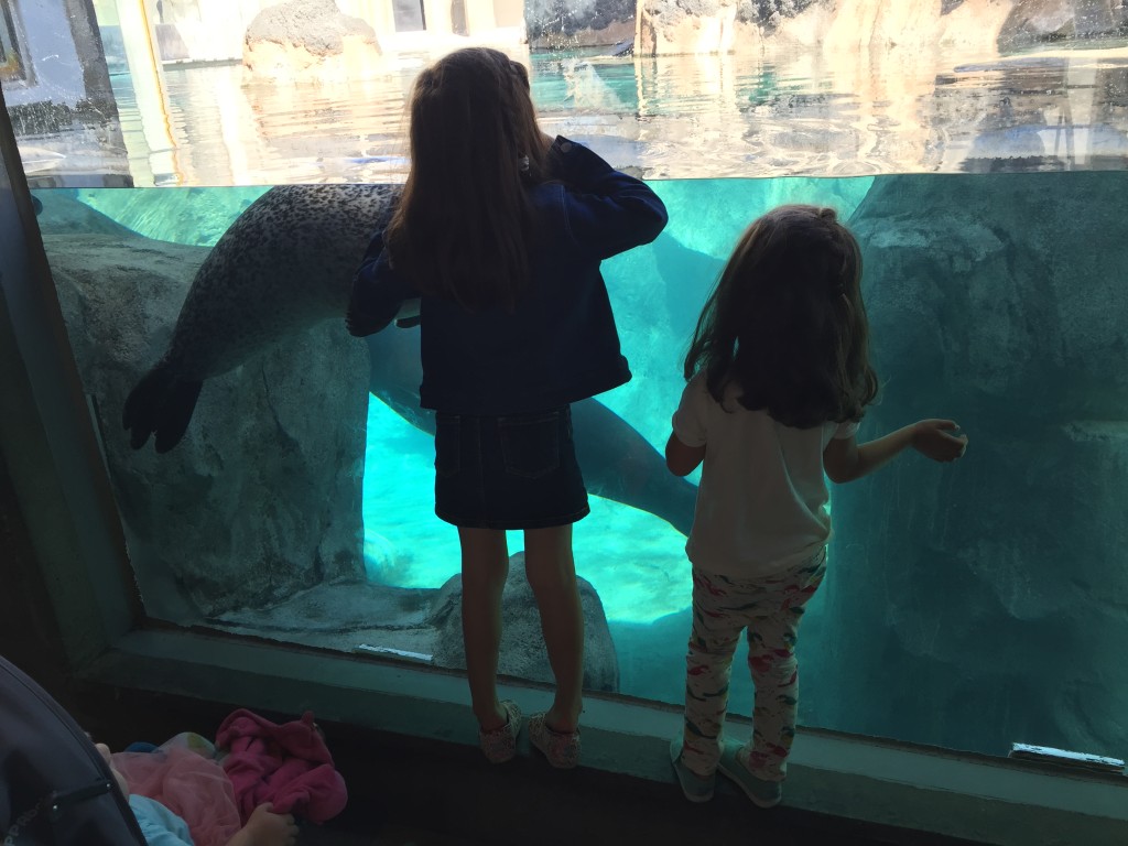 This seal greeted Lydia for an extended period of time. I have a ton of pictures of this exact same pose from different angles. The girls were thrilled.