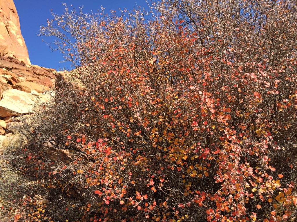 I loved the colors of this bush, but the camera couldn't do them justice. 