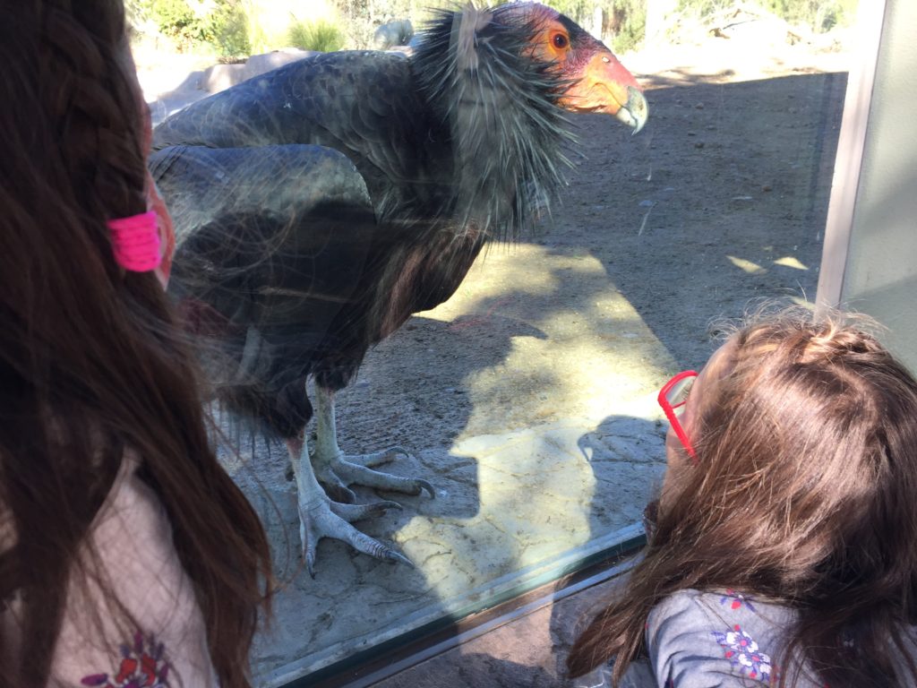 These condors wanted to eat the girls. At several points they opened their beaks and tapped the glass by the girls' faces. 